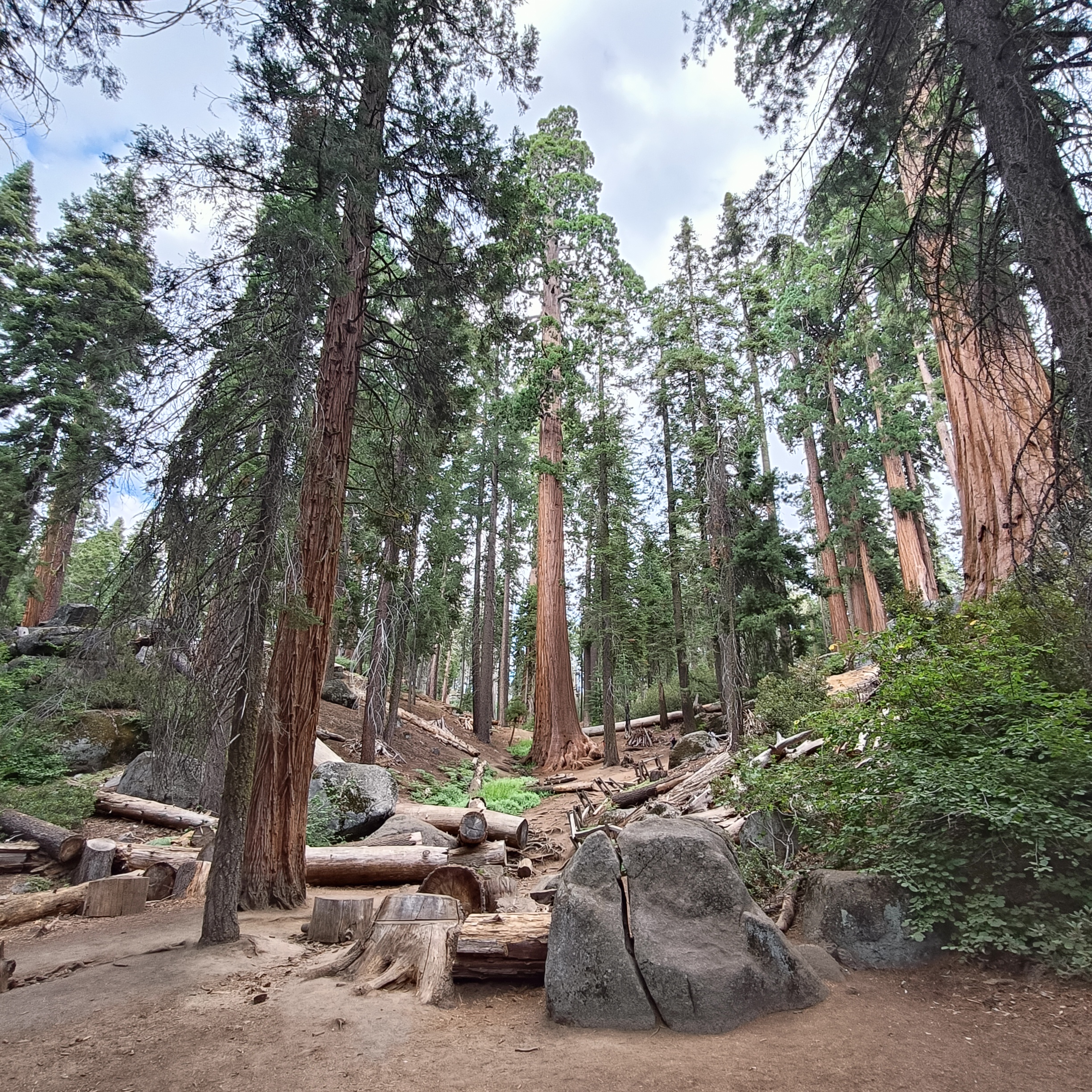 Sequioa Nationalpark